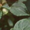 Impatiens 'Salmon Sunrise', flowers