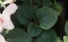 Impatiens 'Tempo Blush', habit