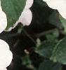 Impatiens 'Tempo Blush', habit