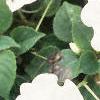 Impatiens 'Tempo Blush', habit