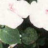 Impatiens 'Tempo Blush', habit