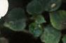 Impatiens 'Tempo Blush', habit