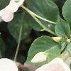 Impatiens 'Tempo Blush', habit