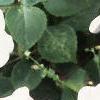 Impatiens 'Tempo Blush', habit