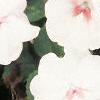 Impatiens 'Tempo Blush', habit