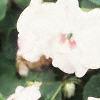 Impatiens 'Tempo Blush', habit