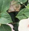 Impatiens 'Tempo Blush', habit