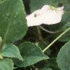 Impatiens 'Tempo Blush', flowers