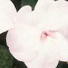 Impatiens 'Tempo Blush', flowers