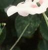 Impatiens 'Tempo Blush', flowers