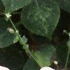 Impatiens 'Tempo Blush', flowers