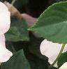 Impatiens 'Tempo Blush', flowers