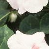Impatiens 'Tempo Blush', flowers