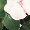 Impatiens 'Tempo Blush', flowers