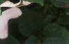 Impatiens 'Tempo Blush', flowers