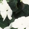 Impatiens 'Tempo White', habit