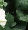Impatiens 'Tempo White', habit