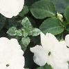 Impatiens 'Tempo White', habit