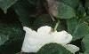Impatiens 'Tempo White', habit