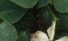Impatiens 'Tempo White', habit