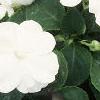 Impatiens 'Tempo White', habit