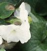 Impatiens 'Tempo White', habit
