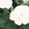 Impatiens 'Tempo White', habit