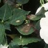 Impatiens 'Tempo White', habit