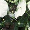 Impatiens 'Tempo White', habit