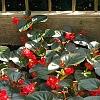 Begonia x benariensis 'Big Red With Bronze Leaf', habit