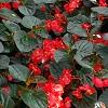 Begonia x benariensis 'Big Red With Bronze Leaf', habit