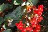 Begonia x benariensis 'Big Red With Bronze Leaf', habit