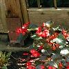 Begonia x benariensis 'Big Red With Bronze Leaf', habit