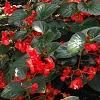 Begonia x benariensis 'Big Red With Bronze Leaf', habit