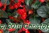 Begonia x benariensis 'Big Red With Bronze Leaf', habit