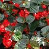 Begonia x benariensis 'Big Red With Bronze Leaf', habit