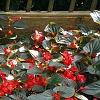Begonia x benariensis 'Big Red With Bronze Leaf', habit