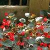 Begonia x benariensis 'Big Red With Bronze Leaf', habit