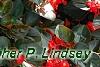Begonia x benariensis 'Big Red With Bronze Leaf', habit