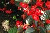 Begonia x benariensis 'Big Red With Bronze Leaf', habit
