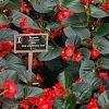 Begonia x benariensis 'Big Red With Bronze Leaf', habit