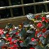 Begonia x benariensis 'Whopper Red With Bronze Leaf', habit