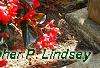 Begonia x benariensis 'Whopper Red With Bronze Leaf', habit