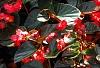 Begonia x benariensis 'Whopper Red With Bronze Leaf', habit