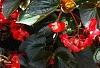 Begonia x benariensis 'Whopper Red With Bronze Leaf', habit