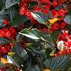 Begonia x benariensis 'Whopper Red With Bronze Leaf', habit