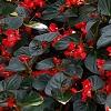 Begonia x benariensis 'Whopper Red With Bronze Leaf', habit