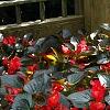 Begonia x benariensis 'Whopper Red With Bronze Leaf', habit