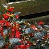 Begonia x benariensis 'Whopper Red With Bronze Leaf', habit