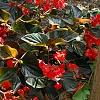 Begonia x benariensis 'Whopper Red With Bronze Leaf', habit
